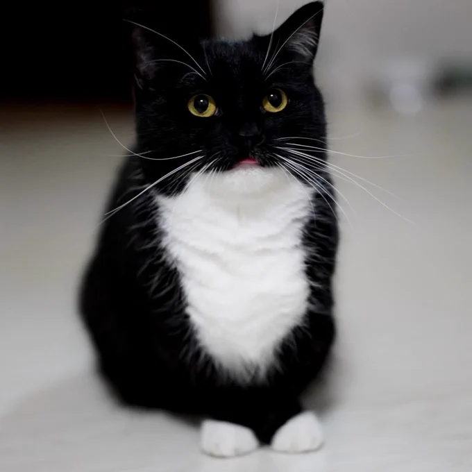 A black-and-white cat sitting with a tiny blep