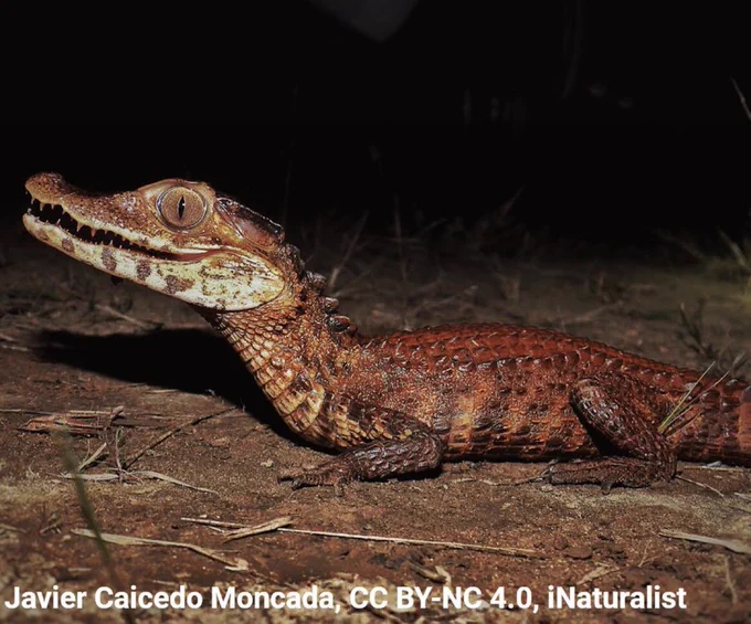 A nighttime photo of Cuvier's Dwarf Caiman in profile. The reptile seems to be covered in rust-colored mud. It is small in size, with a huge slitted eye.
