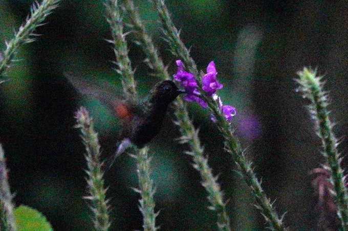 Essence of Black-bellied Hummingbird
