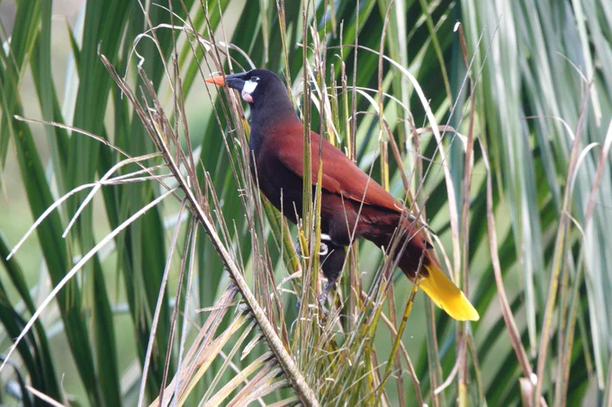 Montezuma Oropendola