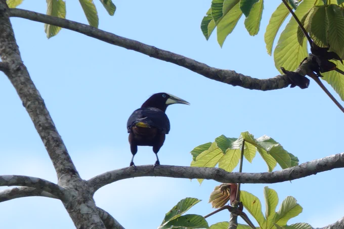 Chestnut-headed Oropendola