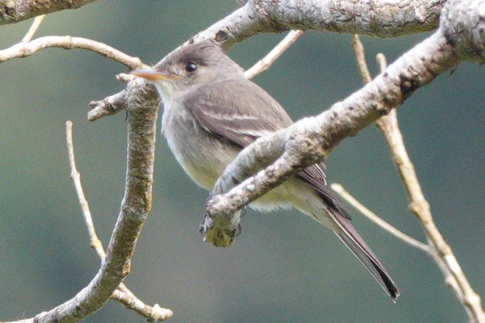 Northern tropical Pewee