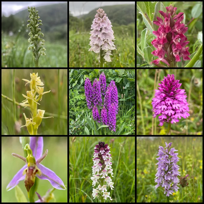 Small White Orchid (Pseudorchis albida), Heath Spotted Orchid (Dactylorhiza maculata), Early Marsh Orchid (Dactylorhiza incarnata subsp. coccinea), Fen Orchid (Liparis loeselii), Southern Marsh Orchid (Dactylorhiza praetermissa), Pyramidal Orchid (Anacamptis pyramidalis), Bee Orchid (Ophrys apifera var. trollii - aka Wasp Orchid), Burnt (tip) Orchid (Neotinea ustulata), Common Spotted Orchid (Dactylorhiza fuchsii).