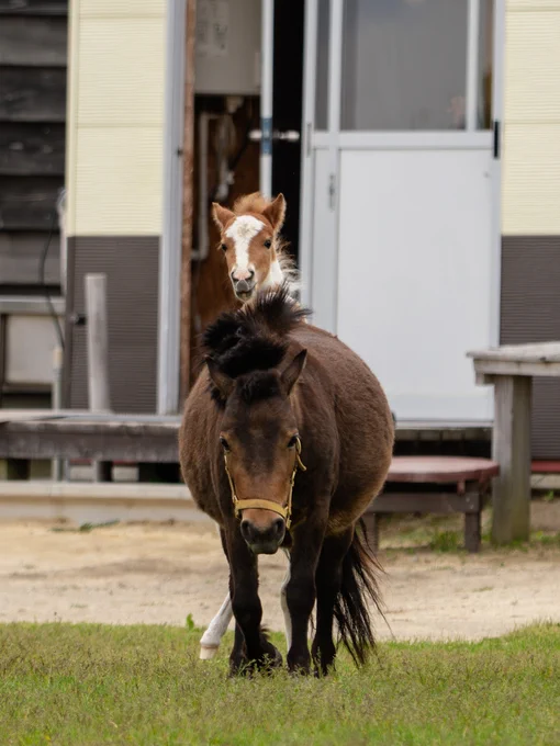 おひさま牧場で、手前に立つお母さん馬・キビちゃんの後ろから、仔馬のガブちゃんが背中に乗っかろうとして前脚をかけ、ひょっこり顔を出している瞬間。キビちゃんは黄色の無口をつけ、落ち着いた様子で正面を真っ直ぐ見つめて佇んでおり、後ろのガブちゃんは少しお茶目で無邪気な表情を浮かべている。まるで２頭がおんぶをしているかのような、遠近感とタイミングが絶妙で微笑ましい親子のポートレート。