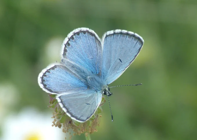 Blue Argus (Aricia anteros) © David Moore