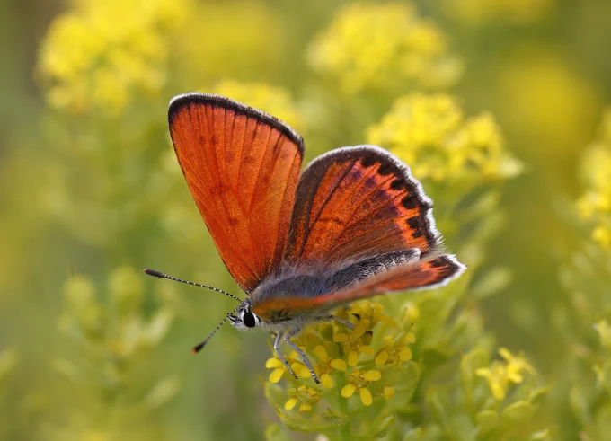 Lesser Fiery Copper (Lycaena thersamon) © Jon Dunn