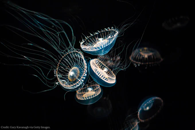 Photo of Crystal Jelly (Aequorea victoria).