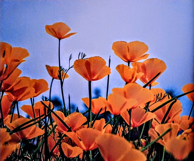 Yellow flowers on a blue sky background 