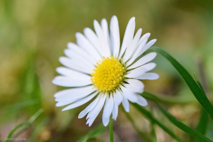 Close-up photograph of a common daisy (Bellis perennis) growing among grass. White petals radiate around a bright yellow centre, sharply focused against a softly blurred green background.