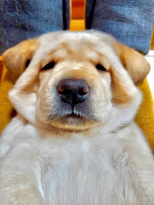 生後2ヶ月のイエローのラブラドールが足元でリラックス状態で眠そうな顔がアップになっている写真