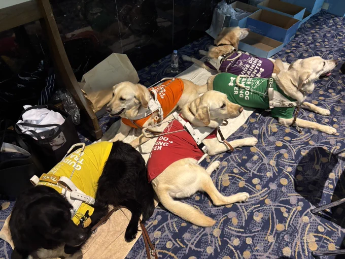 チャリティコンサートでブース裏で寝転んで固まって休憩しているデモ犬たち5頭。各自、イエロー、レッド、グリーン、オレンジ、パープルのユニホームを着ている。