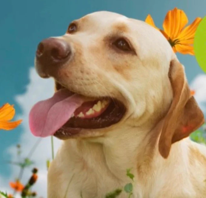Image is of the head of a yellow Labrador, tongue out, looking happy