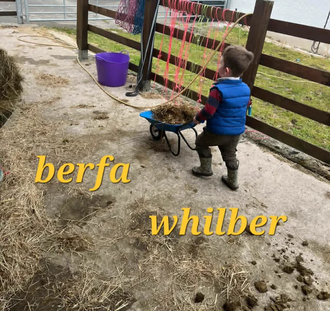 A toddler pushing a small blue wheelbarrow full of horse manure and straw
