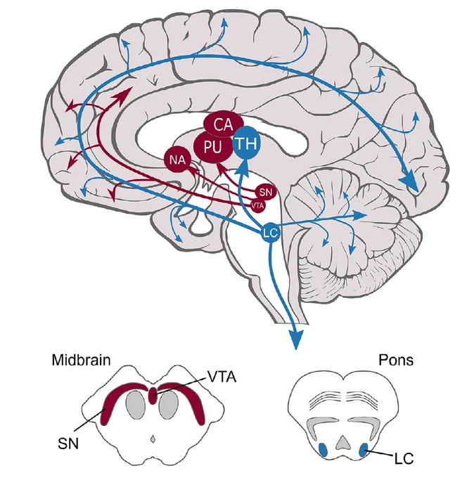 The locus coeruleus (blue) in the pons sends noradrenaline projections widely across the cortex; the substantia nigra and VTA (red) send dopamine projections to deep brain regions. Lower panels show brainstem cross-sections: midbrain (SN, VTA) and pons (LC).