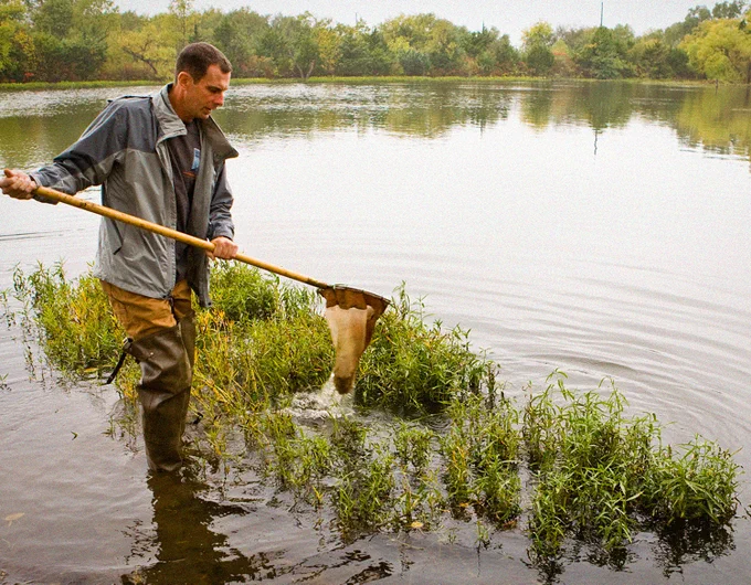 Person wearing waders uses a net to catch something in a shallow lake surrounded by green vegetation and trees.