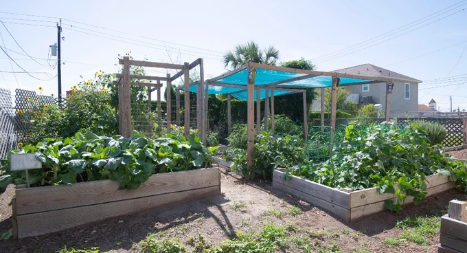 A backyard garden with raised wooden planters filled with lush green plants. A wooden structure supports a blue netting providing shade. A house and a fence are visible in the background.