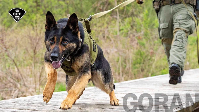 OPP canine German Shepherd dog in harness pulling forward on a leash across a wooden bridge in a forested area.