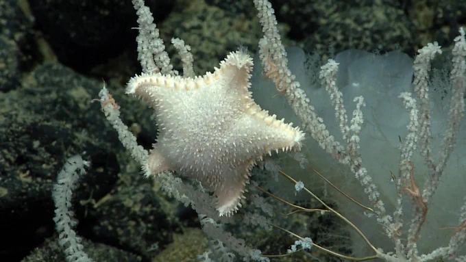 Caption: Some of the deep-sea animals seen while prepping the remotely operated vehicles for the 2026 field season on NOAA Ship Okeanos Explorer during the 2026 ROV Shakedown.

Alt text: A bumpy white sea star clings to branching deep-sea coral in a dark, rocky underwater environment.