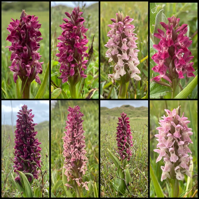 Early Marsh-orchids (Dactylorhiza incarnata). Two subspecies pictured - subsp. incarnata (pink) and subsp. coccinea (red).