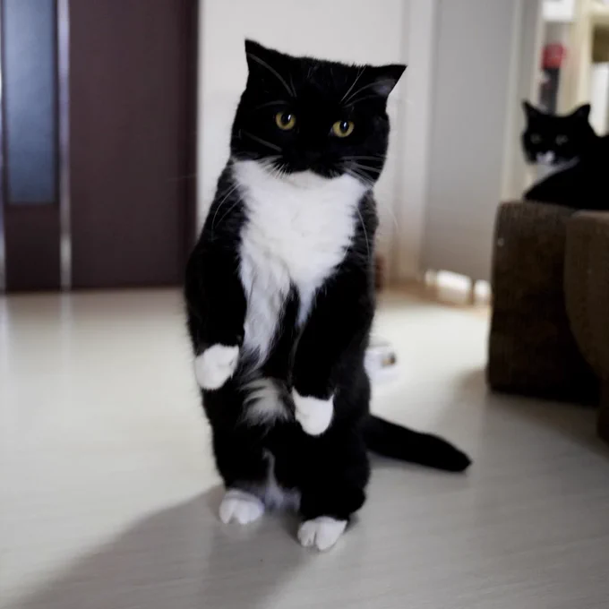 A black-and-white cat standing on his hind legs