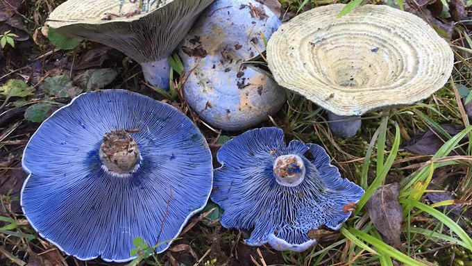 A group of blue mushrooms with slightly upturned caps and visible gills growing among grass and leaves on the ground.