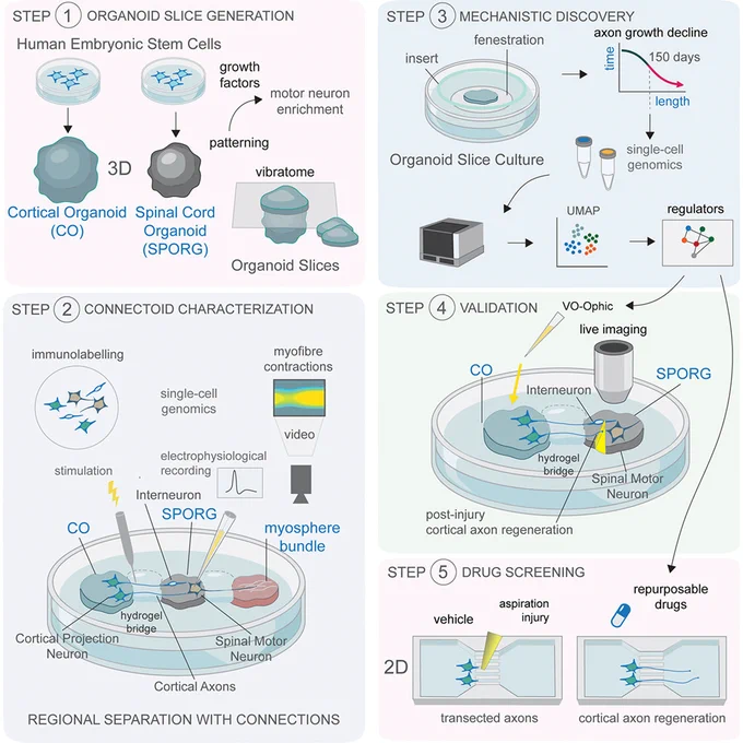Graphical abstract from the linked paper (DOI: 10.1016/j.celrep.2026.117399) showing the four steps of the study: 1) organoid slice generation, 2) connectoid characterization, 3) mechanistic discovery, and 4) validation. 
