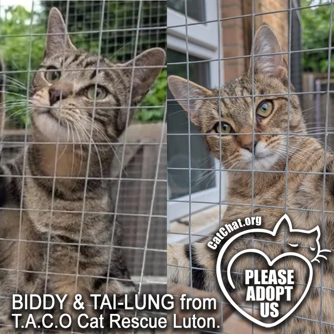 Biddy and Tai-Lung from TACO Cat Rescue in Luton.

Both are short-haired brown tabbies and, in the photos, both are climbing up the wire mesh of their pen.

In the bottom right-hand corner of the image is a heart-shaped line drawing of a cat, enclosing the words “Please Adopt Us”.
