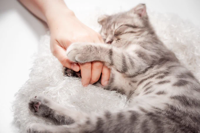 Cat love By the hand grip at hand. happy cat lovely comfortable sleeping by the woman stroking hand grip at .