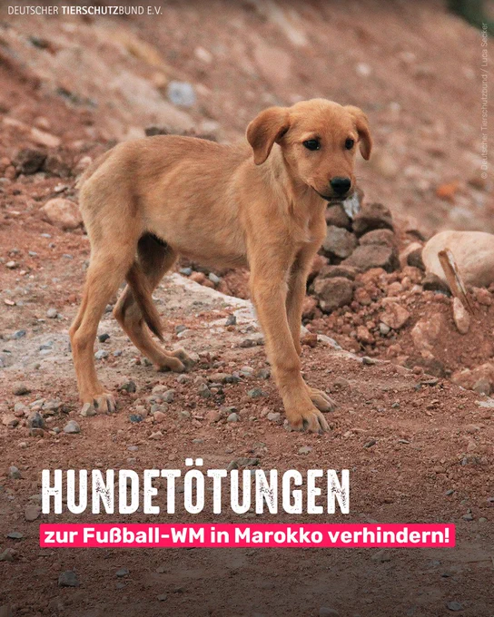 Straßenhund in Marokko. Bildtext: Hundetötungen zur Fußball-WM in Marokko verhindern!