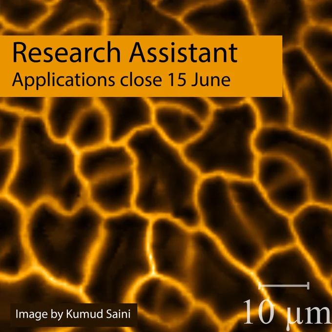 Mechanical property map of plant epidermis by atomic force microscopy. Bright yellow lines indicate areas of higher stiffness. Image by Kumud Saini.