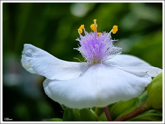 Bildbeschreibung: Nahaufnahme der violetten Staubgefäße einer weißen Blüte der "Dreimasterblume".