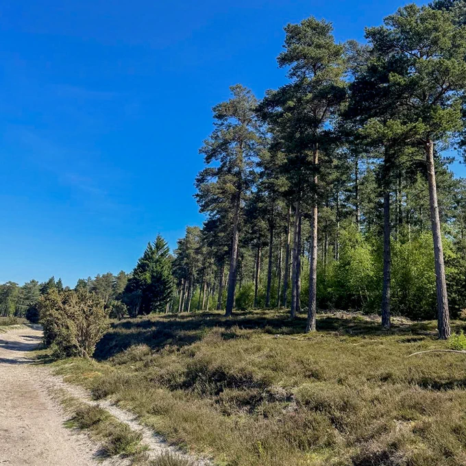 A scenic landscape featuring a path alongside a forest with tall pine trees under a clear blue sky. The area is covered with patches of green shrubs and grass.