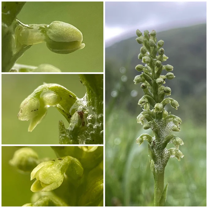 Close up photos of Small White Orchids (Pseudorchis albida)