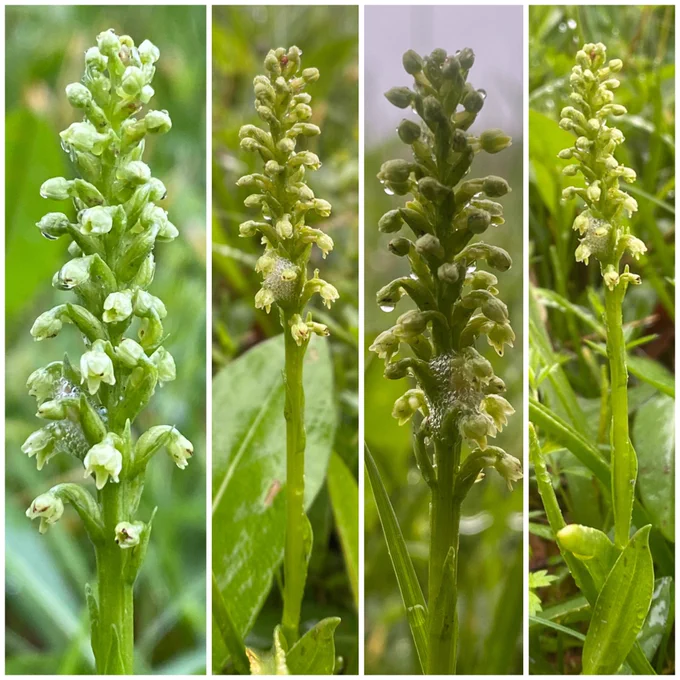 Small White Orchids (Pseudorchis albida)