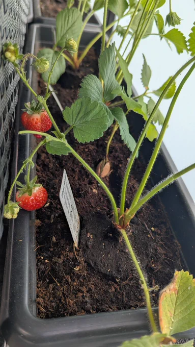 Zwei erntereife und einige noch nicht erntereife Erdbeeren hängen an einer Pflanze.