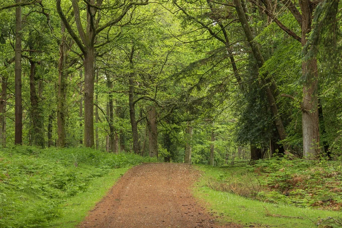A forest landscape featuring a trail surrounded by green trees and ferns. Sunlight filters through the canopy, casting gentle light on the foliage.