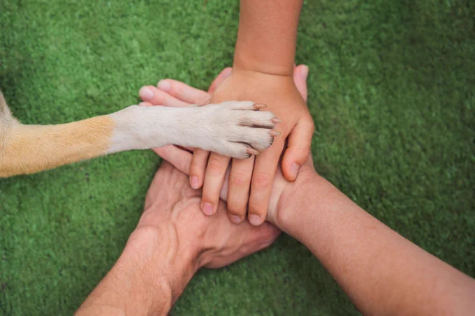 Human hands and dog paw as a team.