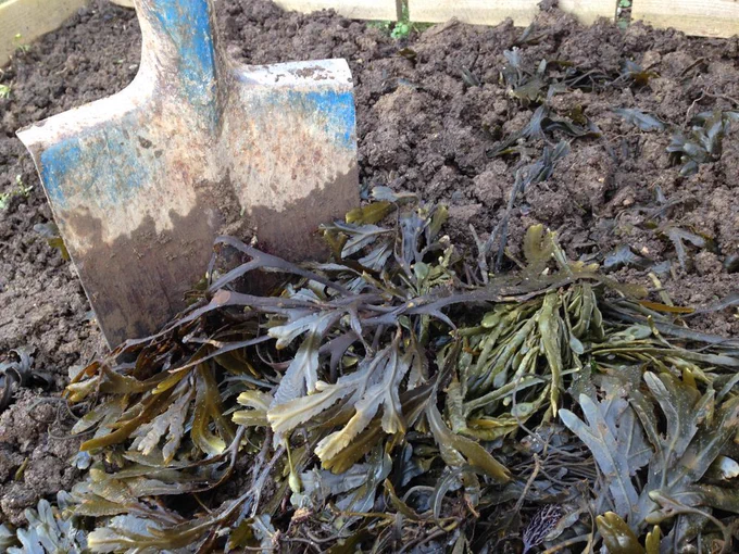 spade placing seaweed into a raised bed
