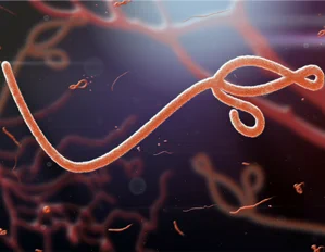 Close-up of an Ebola virus particle with its characteristic filamentous, twisted shape against a dark, blurred background.