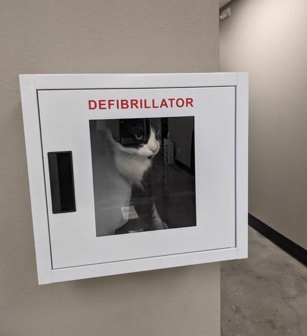 A cat sitting inside a case of a defibrillator