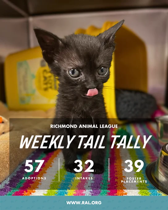 Black kitten with tongue out in a bed; text overlay: Richmond Animal League weekly tail tally — 57 adoptions, 32 intakes, 39 foster placements. www.ral.org