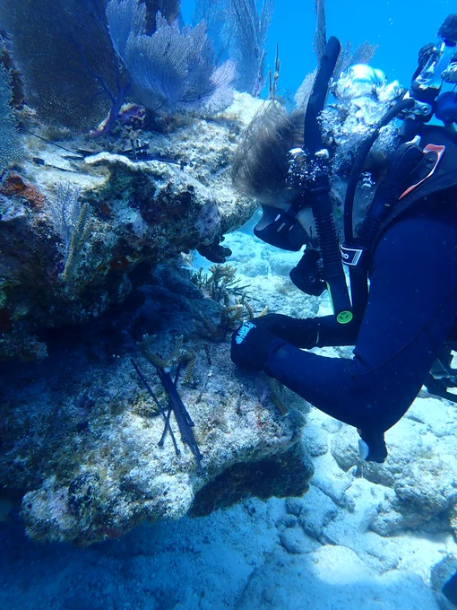 A scuba diver exploring a vibrant coral reef underwater. Various corals and marine life are visible, with clear blue water surrounding the scene.