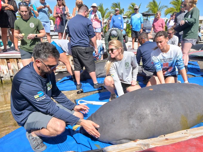 A group of people, including Florida Fish and Wildlife Conservation Commission staff, are gathered around a manatee on a blue tarp near the water's edge. Palm trees are visible in the background.