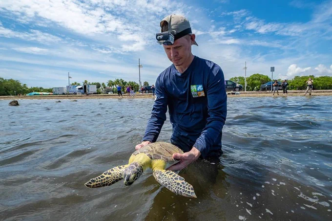 A person stands in shallow water gently holding a sea turtle. The individual is wearing a hat and a headlamp. In the background, people and vehicles are visible along a waterfront under a partly cloudy sky.