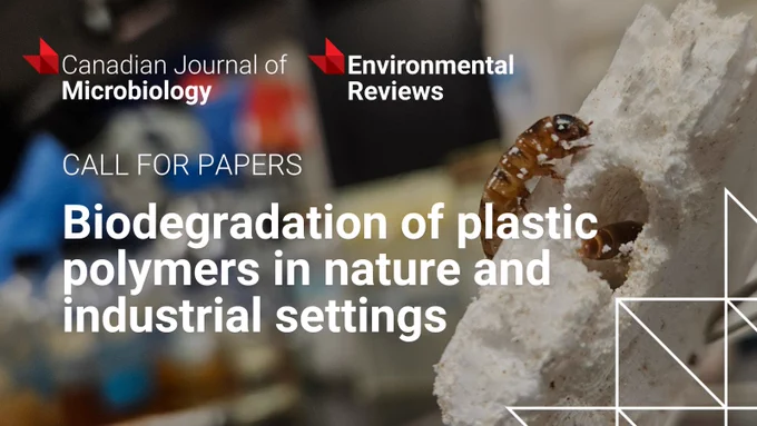 Close-up of larvae burrowing into a white porous material, illustrating biodegradation of plastics in environmental research.