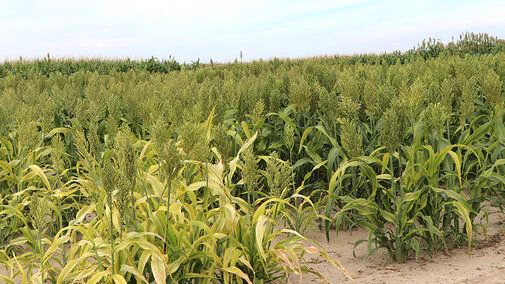 Green sorghum plants growing in a sandy field under a partly cloudy sky.