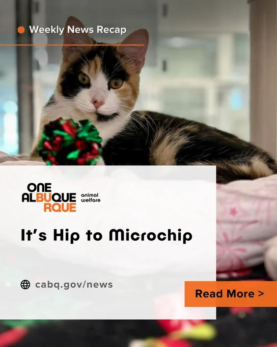 Calico cat resting on a pink patterned bed with a red and green pom-pom toy in front, indoors by a window.