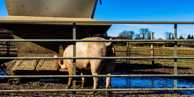Ein Schwein hinter einem Zaun