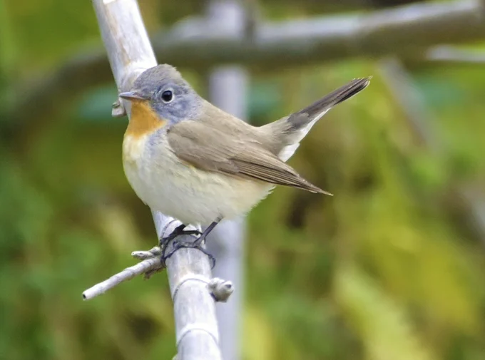 Red-breasted Flycatcher (Ficedula parva) 
Lesvos Island, Greece  01-05-2025