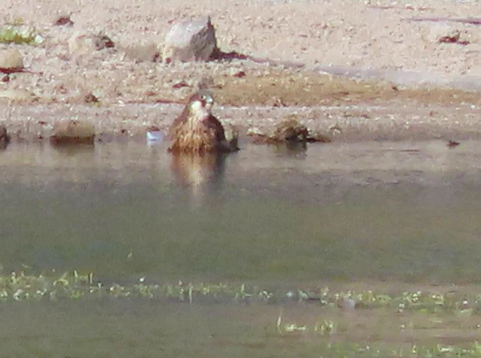 Eleonora's Falcon (Falco eleonorae) 
Lesvos Island, Greece  05-05-2025